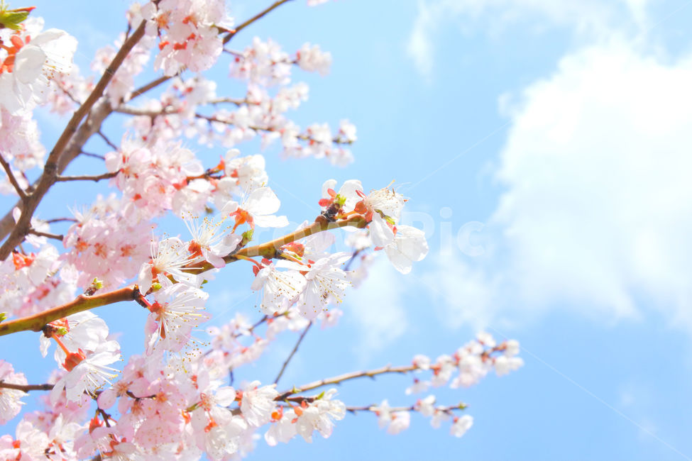 봄,꽃,감성사진,살구,살구꽃,연분홍,분홍,색감,자연,sky,pink,flower,봄,계절,spring,season,식물,자연,plants,nature,꽃,flower,plant,blossom