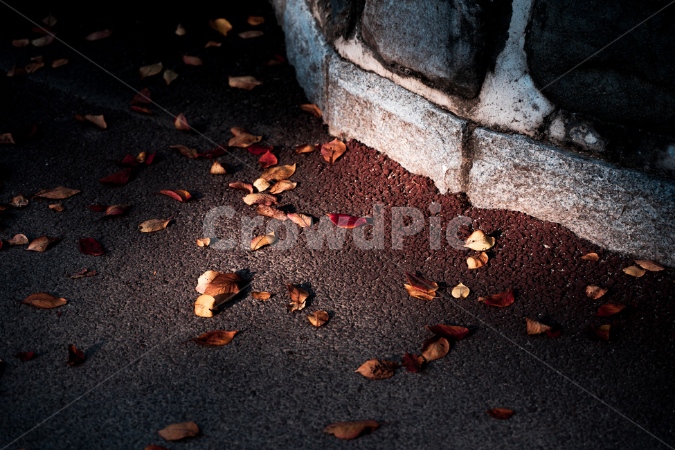 절,통도사,가을,단풍,낙엽,감성,가을,계절,fall,autumn,season,plant,식물,leaf,잎