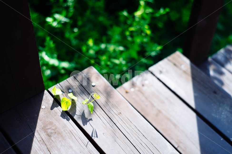 나무계단,어린풀,어린잎,계단,생명,식물,자연,plants,nature,감성,sensible,feeling,휴식,힐링,rest,relaxation,healing