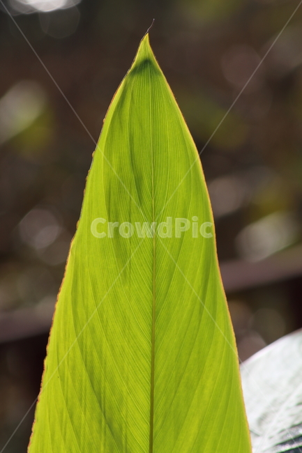 잎,물칸나,식물,수생식물,watercanna,식물,자연,plants,nature