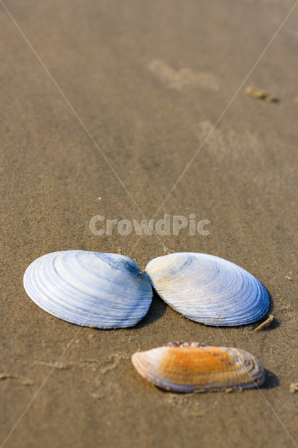 조개,바닷가,바다,모래,물,해변,바다,beach,sea