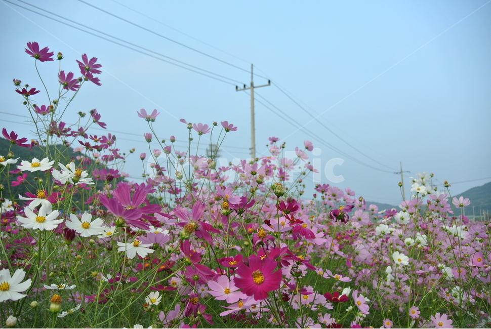 plant,식물,코스모스,꽃밭,가을,분홍색,식물,자연,plants,nature,꽃,flower