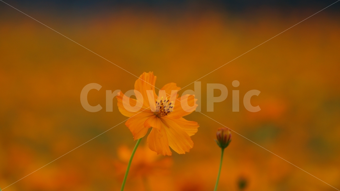 꽃,꽃사진,코스모스,가을,식물,가을,계절,fall,autumn,season,식물,자연,plants,nature,꽃,flower,감성,sensible,feeling,색깔,색상,색채,색감,color sense,color sensitivity,feeling of color,plant