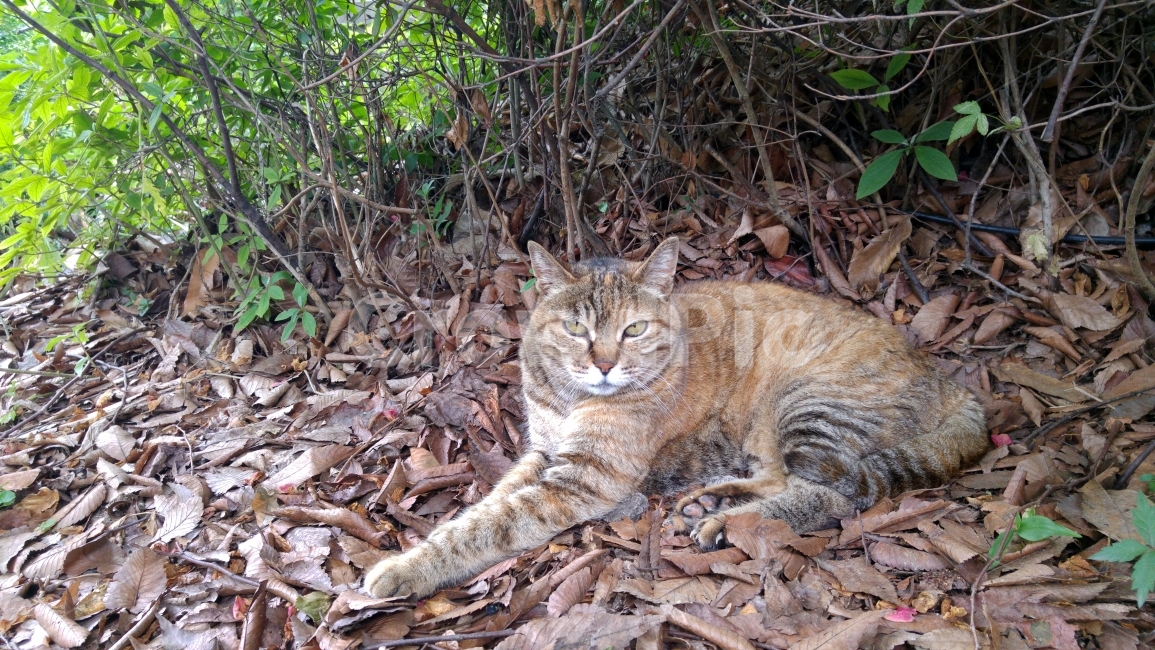 길고양이,고양이,가을고양이,낙엽위,늘어진,누워있는,동물,animal,포유류,mammal,고양이,cat,kitten,kitty