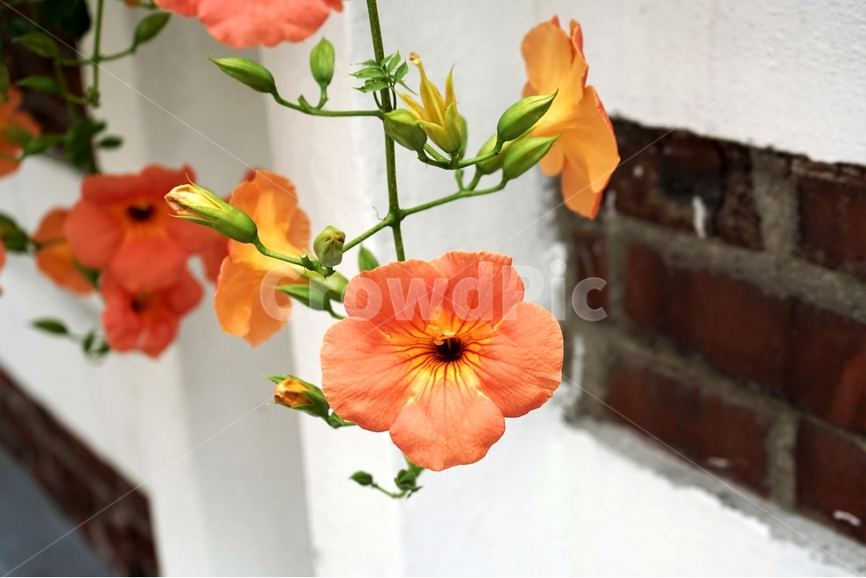 능소화,덩굴식물,꽃,식물,자연,원예,creeper,flower,trumpetcreeper,개화,beautiful,plant,식물,자연,plants,nature,꽃,flower