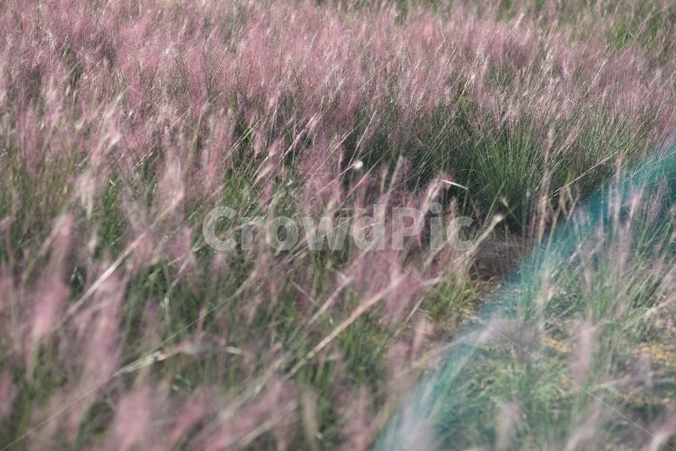 pinkmuhly,grass,가을,autumn,핑크뮬리,갈대,가을,계절,fall,autumn,season,잔디,plant,식물