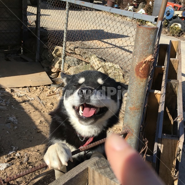 강아지,개,dog,korean,smile,cute,traditional,baby,동물,animal,포유류,mammal,개,강아지,dog,doggy