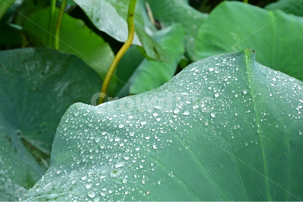 plant,식물,leaf,잎,연잎,물방울,식물,자연,plants,nature