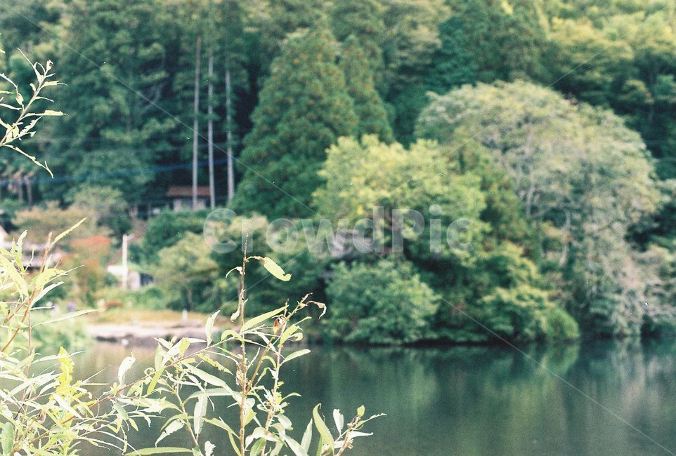 호수,물,나무,풍경,lake,자연,풍경,nature,landscape,식물,plants,나무,trees,wood