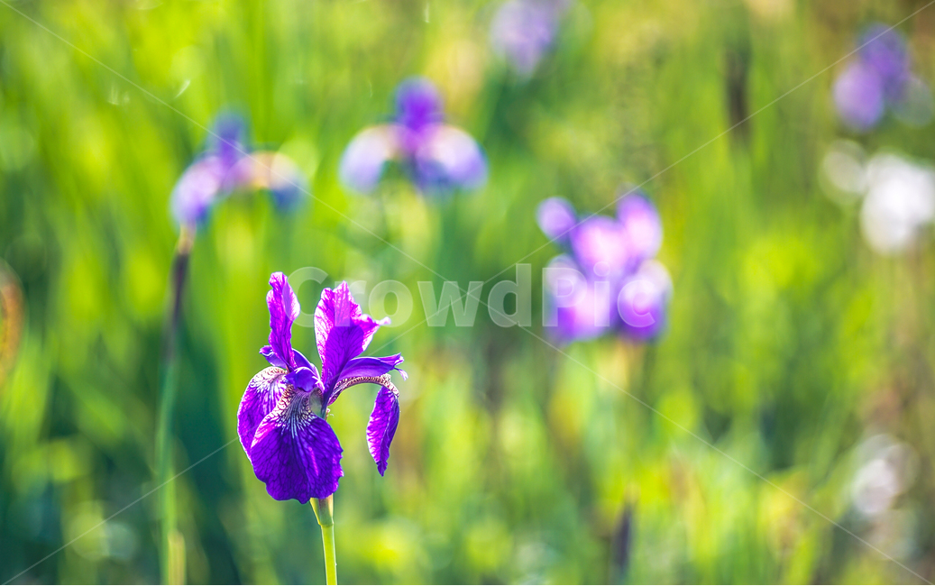 오월,호숫가,보라빛,수생식물,수생난,식물,자연,plants,nature,꽃,flower,휴식,힐링,rest,relaxation,healing