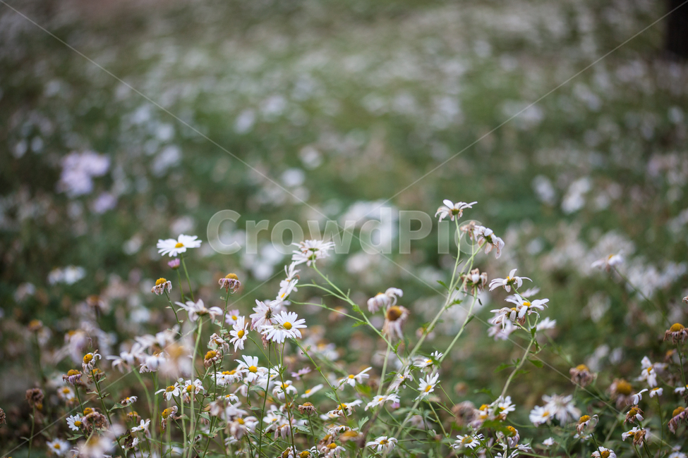 구절초,들꽃,꽃,가을,풍경,식물,botanical,flowers,식물,자연,plants,nature,꽃,flower