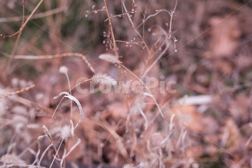 foxtail,강아지풀,식물,botanical,자연,식물,자연,plants,nature