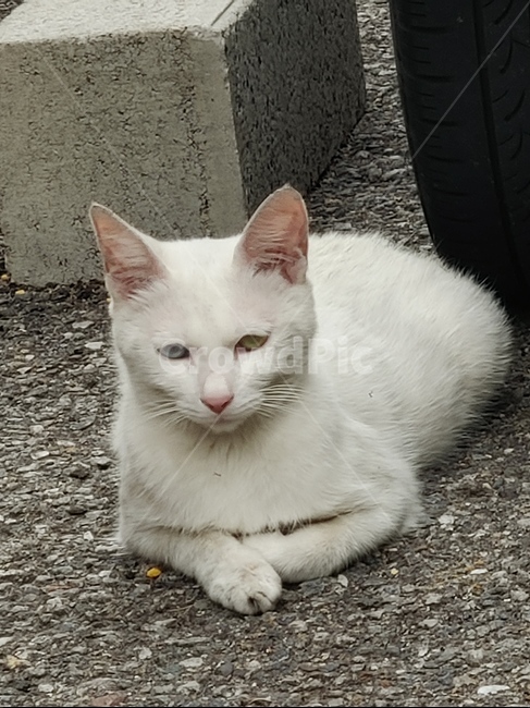 고양이,길,야생,오드아이,하얀색