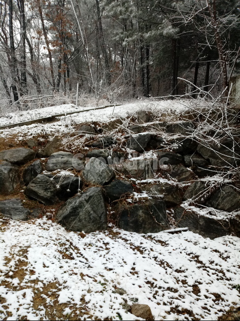 눈,설경,나무,나무가지,snow,하얀눈,자연,옥외,nature,winter,겨울,축대,겨울,계절,winter,season