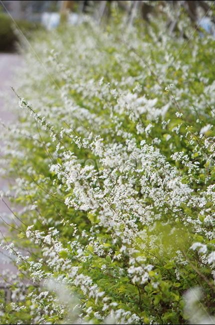 조팝나무,저녁때,흰색,나무,봄,싸리꽃,길가,봄,계절,spring,season,식물,자연,plants,nature,꽃,flower,plant