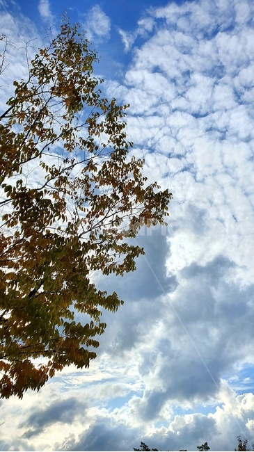 하늘,구름,가을,나무,단풍,가을,계절,fall,autumn,season,tree,plant,식물