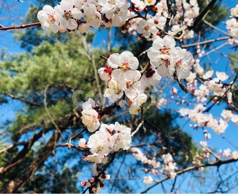 plant,식물,cherryblossom,벚꽃,flower,blossom,꽃,날씨,예쁨,곱다,pretty,weather,하늘,푸름,sky,blue,맑음,clean,산책,나무,tree,4월,apil
