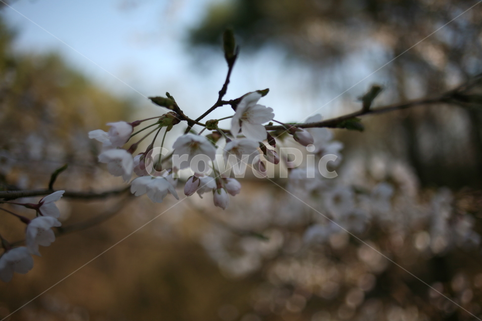 꽃,벚꽃,flower,cherryblossom,blossom
