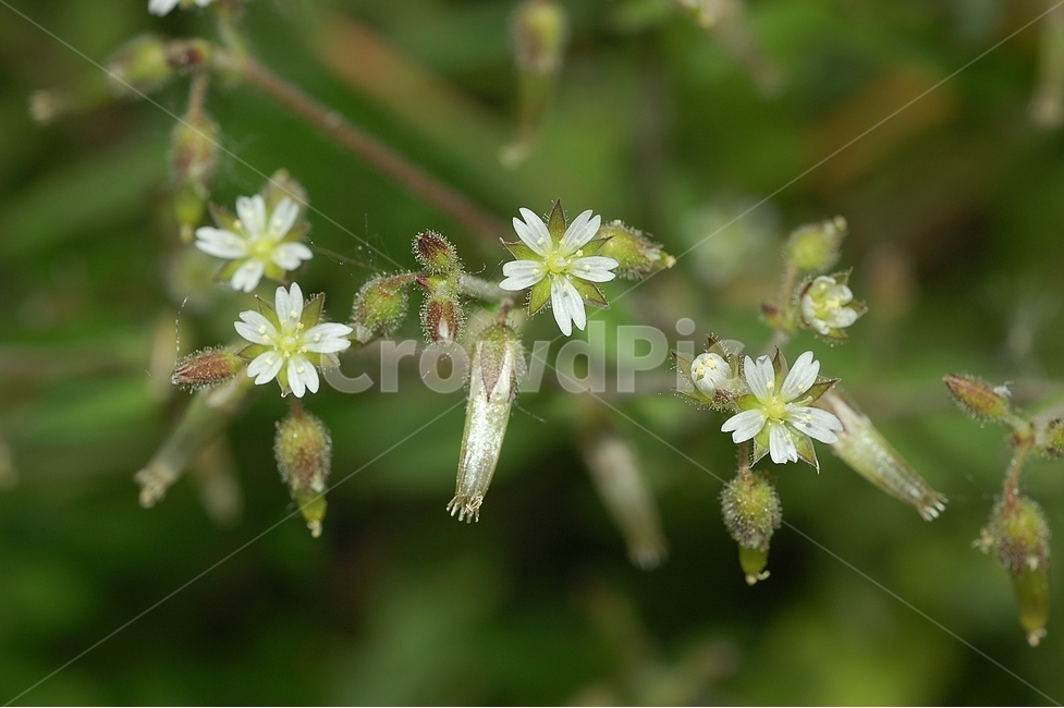 자연,봄,꽃,봄꽃,Nature,spring,별꽃,흰색,봄,계절,spring,season,식물,자연,plants,nature,꽃,flower,plant