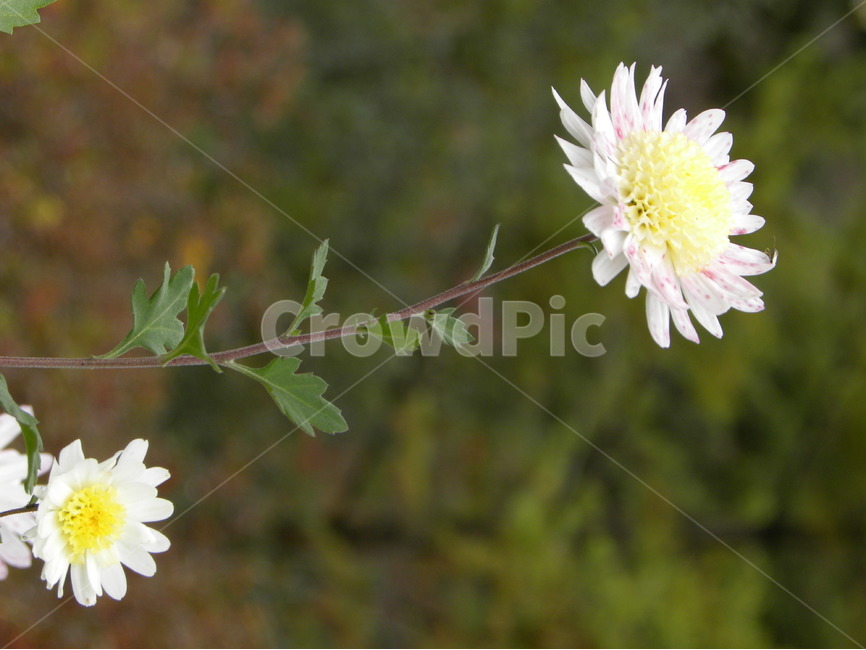 꽃,식물,꽃밭,들꽃,꽃사진,flower,flowerbed,flowergarden,plants,wildflower,식물,자연,plants,nature,꽃,flower