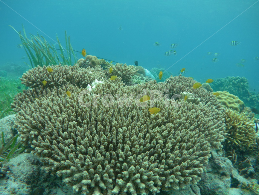 열대어,바다,수심,바닷속,스노쿨림,자연,풍경,nature,landscape,outdoors,옥외,water,물,sea,ocean,대양,sea life,해양 생물,reef,암초,animal,동물,coral reef,산호초