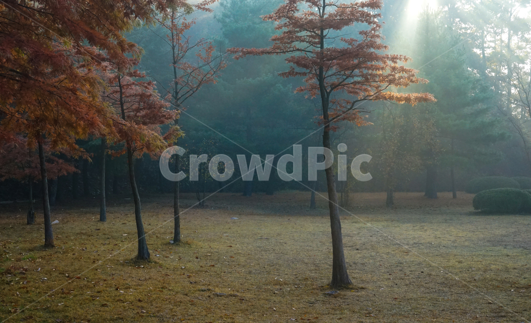 단풍,가을,추색,감성,나무,색감,공원,식물,자연,풍경,가을,계절,fall,autumn,season,자연,풍경,nature,landscape,tree,plant,tree trunk,나무 줄기
