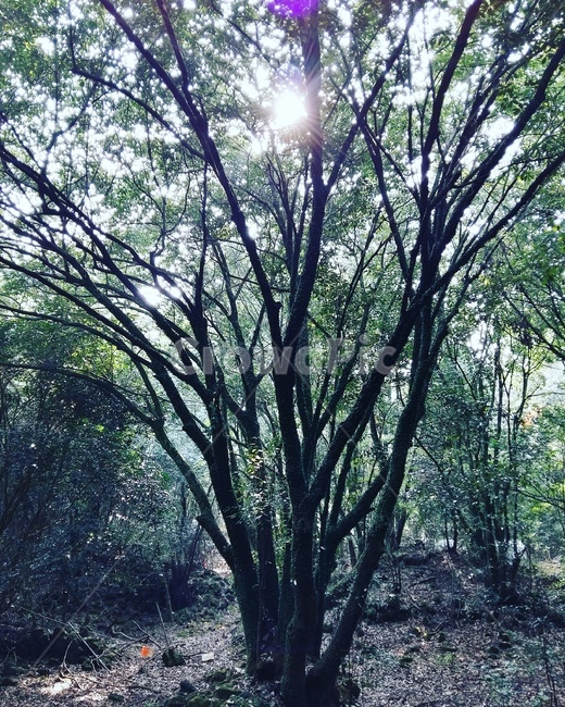 자연,풍경,제주도,나무,경치