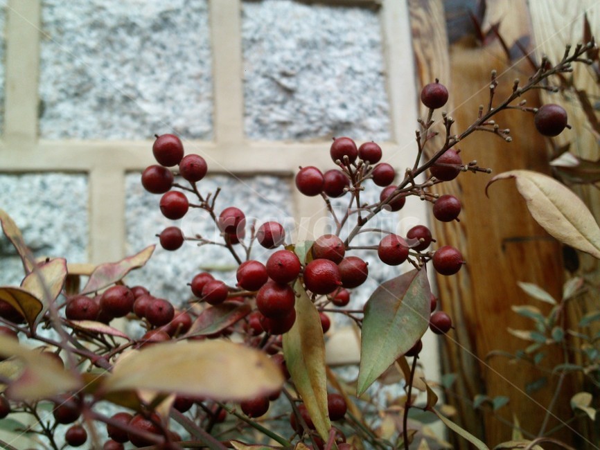 plant,식물,붉은열매,가을,추석,열매,과일,열매,fruit