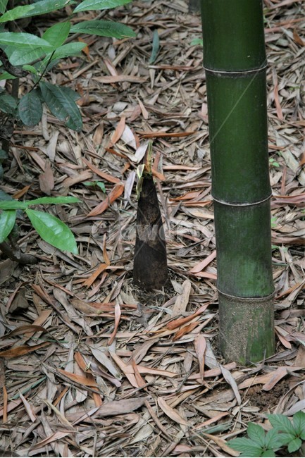 대나무,죽순,대나무숲,어린순,성장,식물,자연,plants,nature