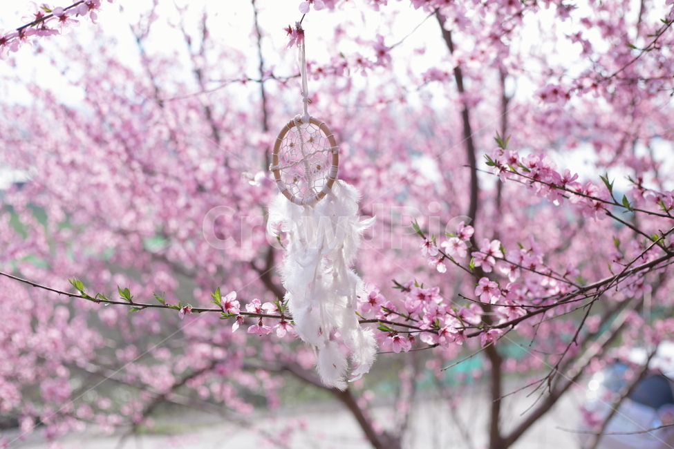 feather,cherry,pink,Cherry Blossom,luck,concept,objects,cherryblossom,flower tree,dream catcher,matter,life,interior,spring flowers,spring,beautiful,plants,prop,season,Korean natural scenery,spring day,handmade,peach blossom,dreamcatcher,blossom,nature,fe