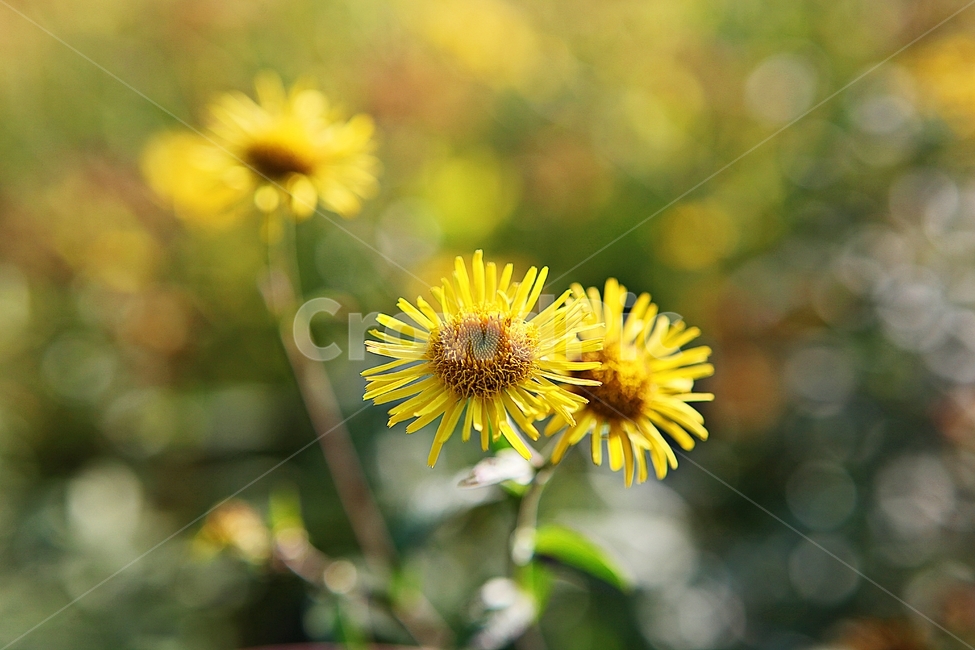 금불초,꽃,꽃잎,식물,가을,공원,자연,야외,식물,자연,plants,nature,꽃,flower