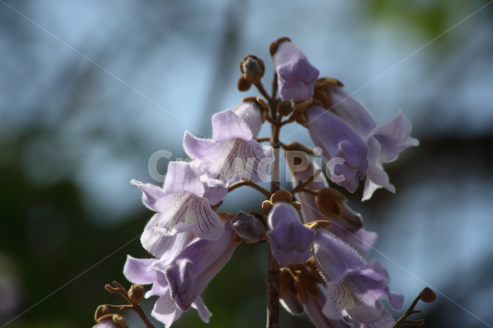 오동나무,오동나무꽃,봄,paulowniacoreana,koreanpaulownia