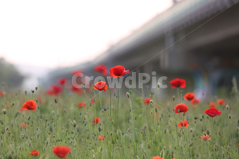 꽃,꽃양귀비,양귀비,빨강,고잔역,flower,red,fieldpoppy,식물,자연,plants,nature,꽃,flower