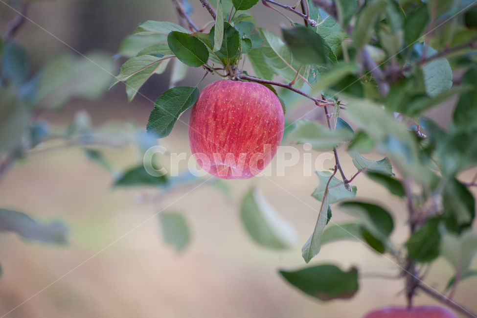사과,과수원,빨간색,가을,apple,추석,당도최고,건강,비타민c,과실수,자연,자연이준선물,과일,추수,부사,식재료,식품,나무,열매,tree,apples,orchard,autumn,trees,field,background,fruit,organic,branch,green,ripe,fall,red,landscape,sky,natural,crop,leaf,season,farm,grass,farming,sunny,nature,color,healthy,food,fresh,식물,자연,plants,nature,과일,열매,fruit