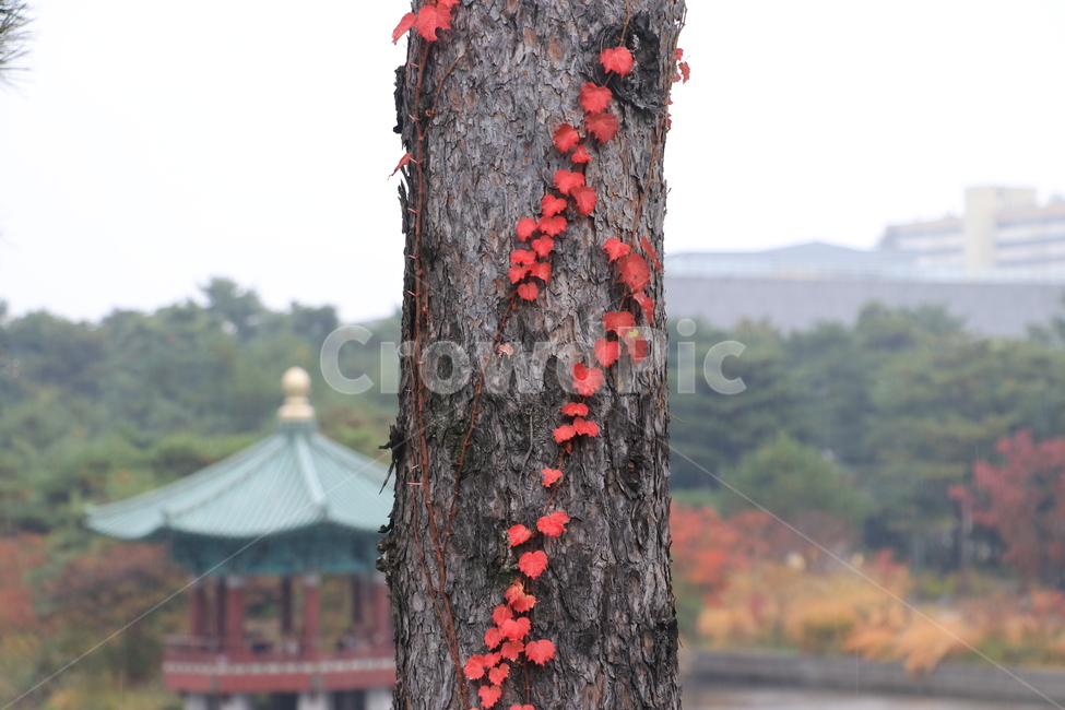 가을,낙엽,비,autumn,rain,가을비,autumnalrain,가을,계절,fall,autumn,season,식물,자연,plants,nature,나무,trees,wood,tree,plant,tree trunk,나무 줄기