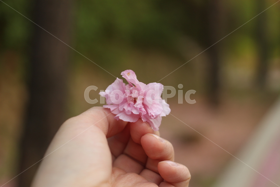 꽃,벚꽃,겹벚꽃,접사,도로,봄,계절,spring,season,꽃,flower,plant,식물
