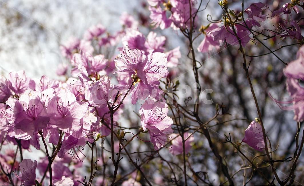 plant,식물,blossom,꽃,철쭉,진달레,식물,자연,plants,nature,꽃,flower
