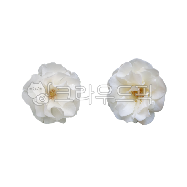 anemone,fresh flower sticker,flower design source,photoshop source,Flower Nokki,fresh flowers,flower sticker,graphic source,white rose,Two roses,flower icon,peony