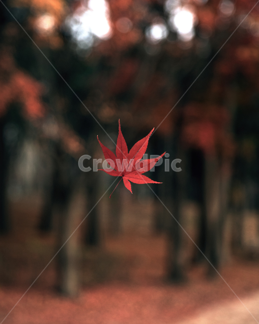 단풍,낙엽,가을,메이플,붉은색,빨강,떨어지는단풍잎,가을,계절,fall,autumn,season,감성,sensible,feeling,leaf,잎,plant,식물,tree,나무