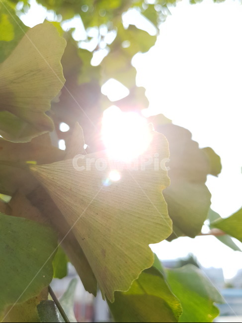 은행나무,가을,은행잎,나뭇잎,잎,leaf,식물,plant,빛,햇빛,light,sunlight,tree,나무,식물,자연,plants,nature