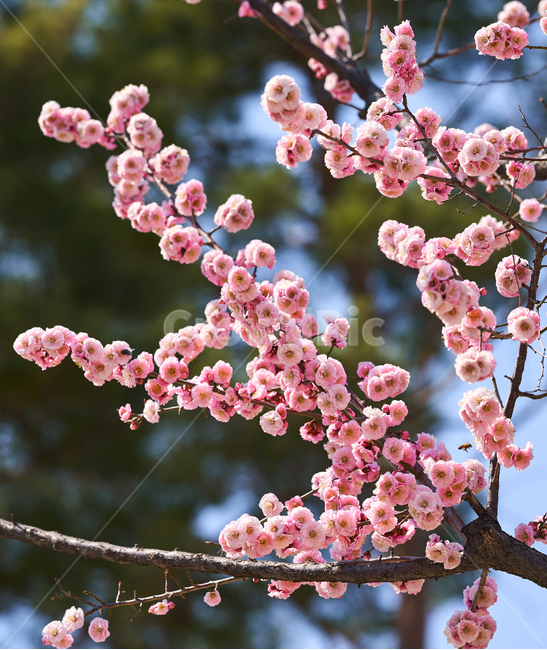 봄,와룡매,나무,꽃,매화,봄,계절,spring,season,식물,자연,plants,nature,꽃,flower,plant,blossom