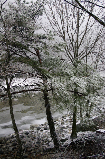 겨울,눈,winter,snow,나무,강,겨울,계절,winter,season