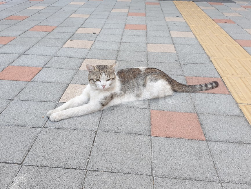 길양이,길냥이,고양이,cat,load,길고양이,동물,animal,포유류,mammal,고양이,cat,kitten,kitty