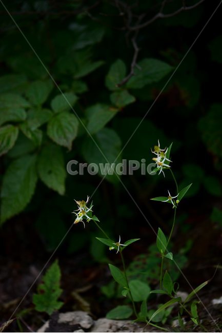 닻꽃,야생화,식물,자연,꽃,생태,힐링,플라워,wildflower,flower,plants,nature,season,감성,느낌,emotion,feeling,여름,용담목,용담과,닻꽃속,식물,자연,plants,nature,꽃,flower