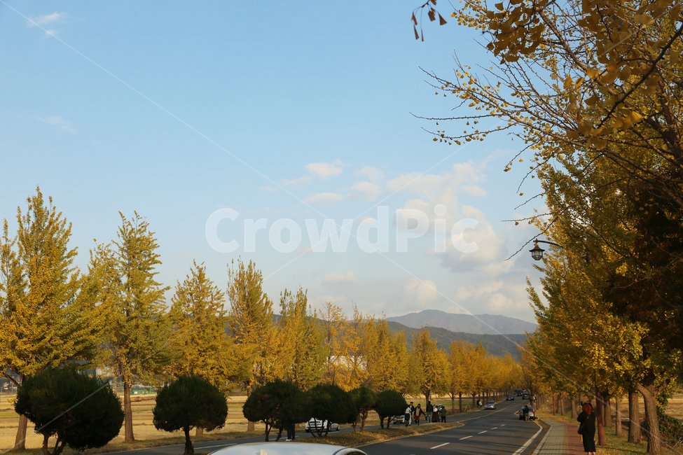 road,도로,tree,가을,은행나무,가을,계절,fall,autumn,season