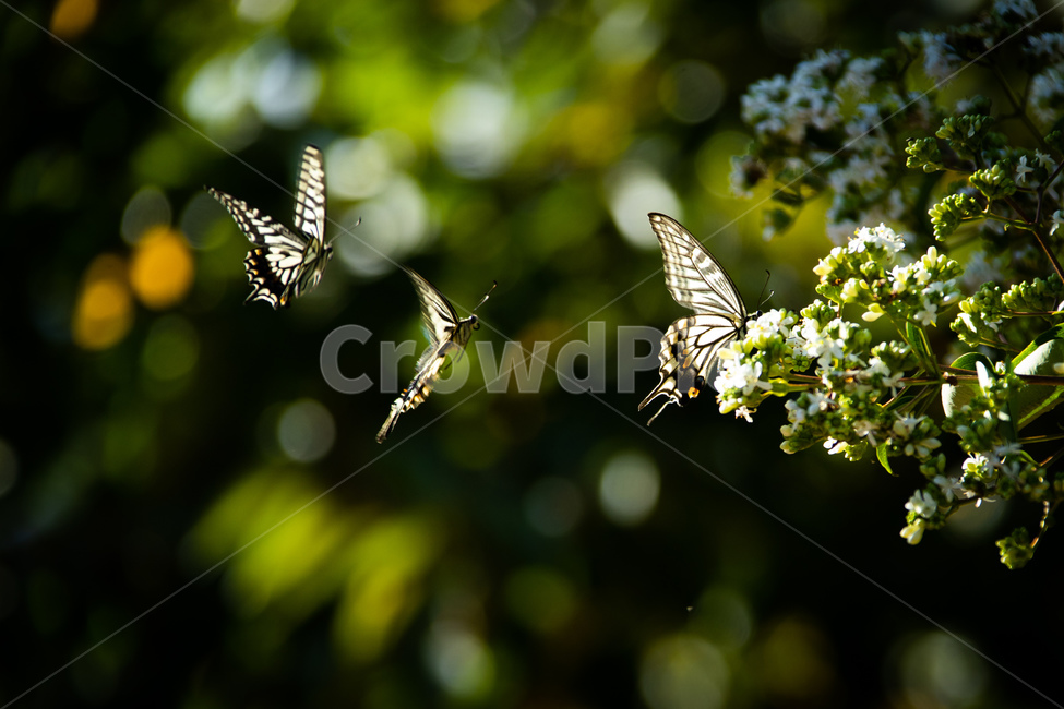 곤충,자연,나비,산호랑나비,나무,동물,animal,곤충,벌레,insect,bug