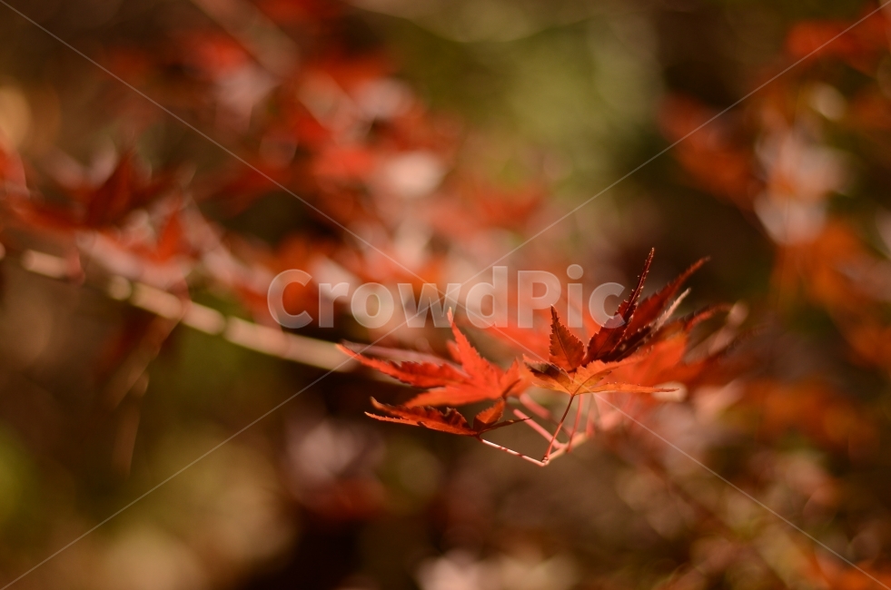 단풍,가을,아웃포커스,빨간색,아웃포커싱,클로즈업,자연,가을,계절,fall,autumn,season,식물,자연,plants,nature,감성,sensible,feeling,leaf,잎,plant,tree,나무
