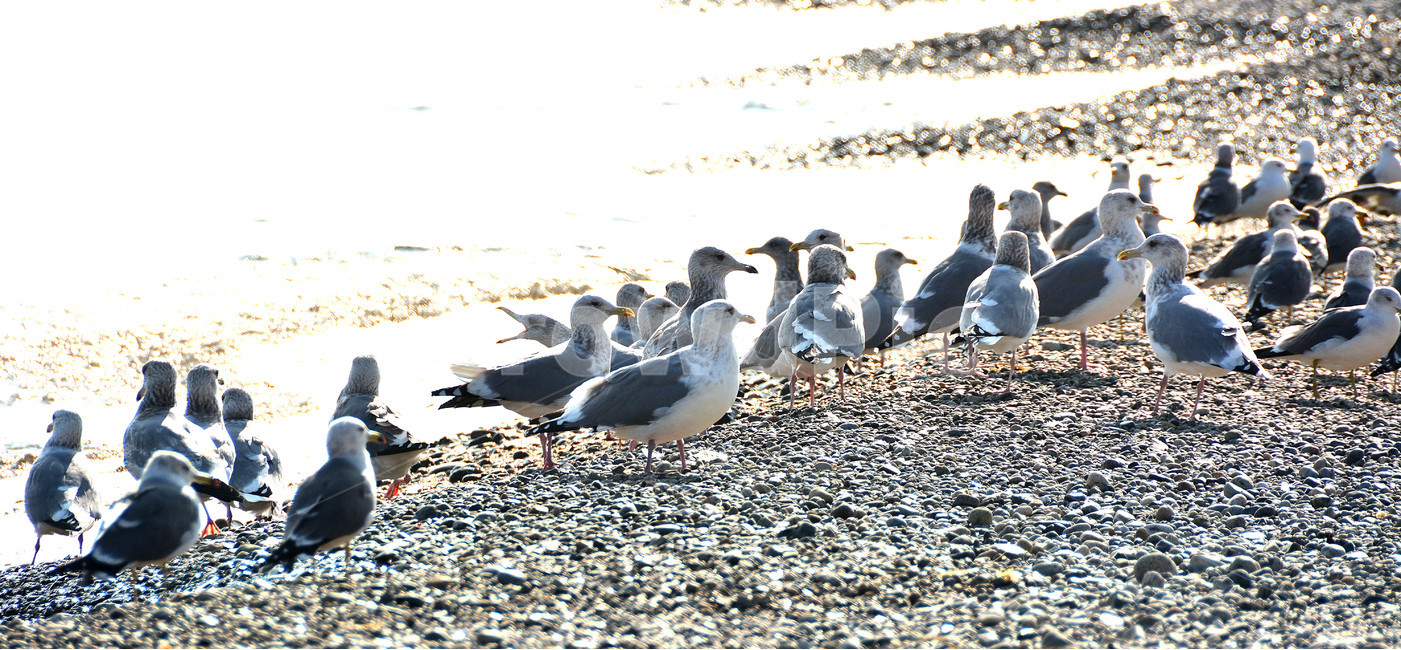 새,갈매기,동물,자연,바다,해변,바다,beach,sea,동물,animal,조류,새,birds