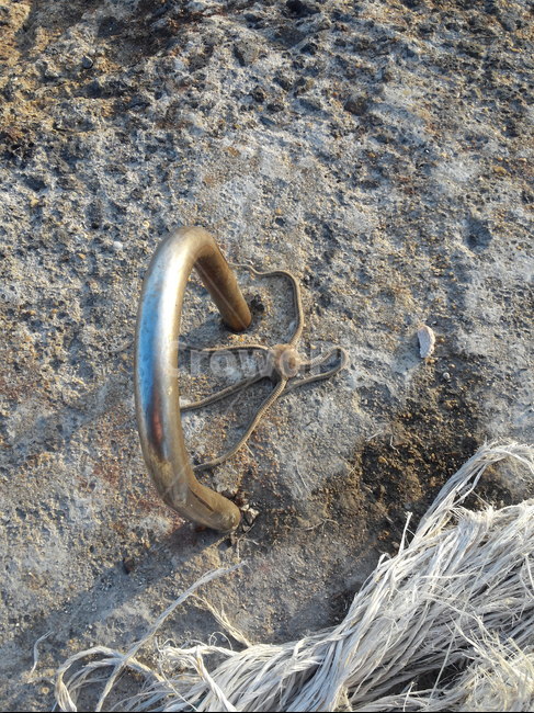 echinoderm,dead,spider starfish,starfish