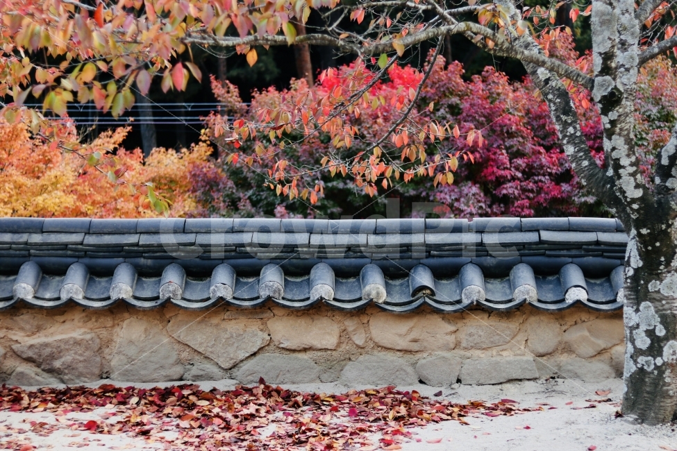가을,단풍,배경화면,은해사,풍경사진,가을,계절,fall,autumn,season,한국전통,한국문화,korean traditional,korean culture